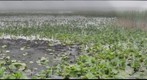 Pt Pelee Marsh
