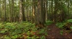 Spahats Creek Cedars, take 2