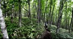 Forest near Yuno-ko