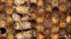 Bee Frame Microscopic Gigapixel Test Image