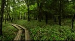 In the forest near Yuno-ku