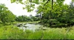 In the forest near Yuno-ku