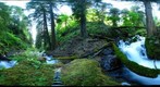 Wahkeena Creek Trail Side
