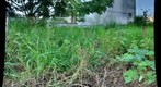 Underbrush