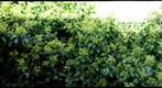 Honey Bees &amp; Ivy