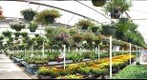 Hanging Garden