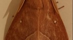 Butterfly Macro Photography