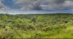Mt Ka`ala Bog, Oahu