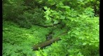 Tiny Waterfall