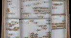 Cixiidae Receiving 1