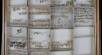 Cixiidae Receiving 2