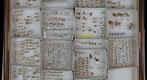 Cixiidae Receiving 3