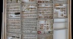 Cixiidae Receiving 4
