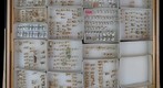 Cixiidae Receiving 6