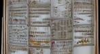 Cixiidae Receiving 7
