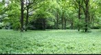 Botanichesky Garden Scenery #2