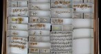 Cixiidae 4