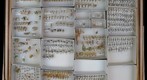 Cixiidae 5
