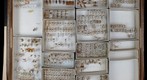 Cixiidae 6