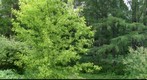 Botanichesky Garden Scenery #3
