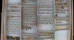 Delphacidae 1