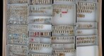 Delphacidae 4