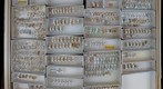 Delphacidae 7
