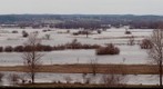 Narew