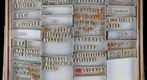 Delphacidae 8