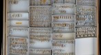 Delphacidae 9.1