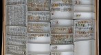 Delphacidae 12