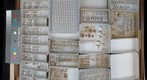 Delphacidae 16
