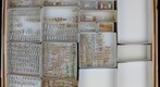 Delphacidae 17