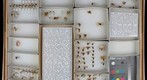 Lophopidae