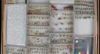 Acanaloniidae 2 &amp; Acanaloniidae Unsorted