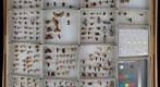 Ricaniidae Undetermined 2