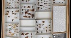 Ricaniidae Undetermined 1