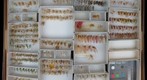 Flatidae 1