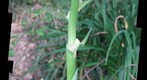 A vertical view of the YUCCA