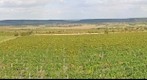 Vineyards of Taschner (Taschner Borászat szőlője)