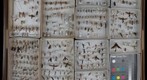 Ichneumonidae Receiving 9