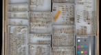 Derbidae 3