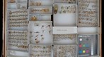 Derbidae 5