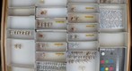 Achilixiidae / Kinnaridae / Meenoplidae / Cixiidae