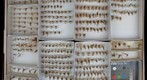 Dictyopharidae Undetermined 1