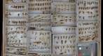 Dictyopharidae Undetermined 2