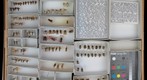 Nogodinidae