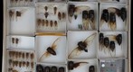 Cicadidae 1