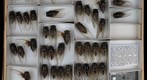 Cicadidae 2
