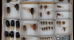 Cicadidae 3